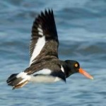 image of bird