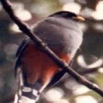 image of bird