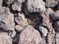 image of wolf_spider
