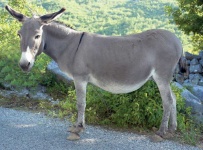 image of donkey #21