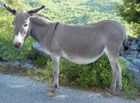image of animal