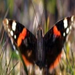 image of animal