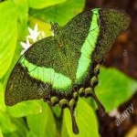 image of animal