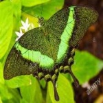 image of banded_butterfly #199