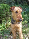 image of airedale