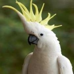 image of bird