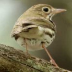 image of bird