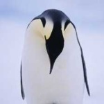 image of emperor_penguin #16