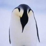 image of bird