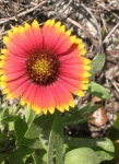 image of flower