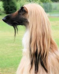 image of afghan_hound #24