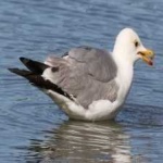 image of bird