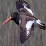 image of bird