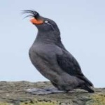 image of bird