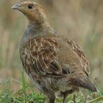 image of bird