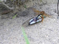 image of cicada