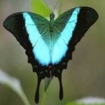 image of banded_butterfly #194