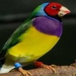 image of bird