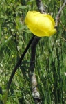 image of flower