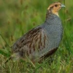image of bird