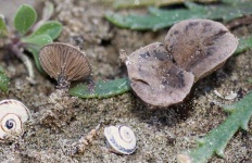 image of mushrooms