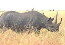 image of rhino
