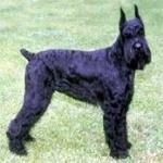 image of animal