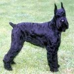 image of schnauzer #7