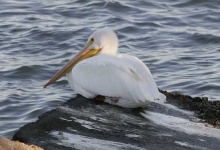 image of pelican