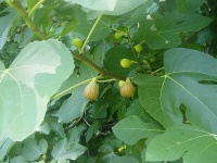 image of fig
