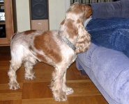 image of cocker_spaniel #28