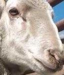 image of animal