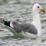 image of bird