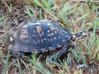 image of box_turtle