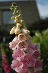 image of flower