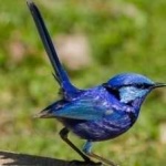 image of bird
