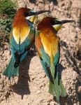 image of bee_eater #32
