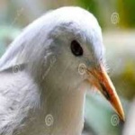image of bird
