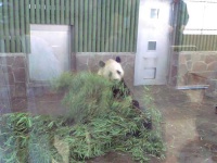 image of giant_panda