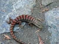 image of alligator_lizard