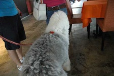 image of old_english_sheepdog