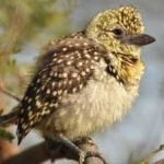 image of bird