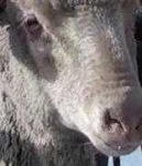 image of animal