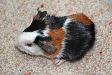 image of guinea_pig