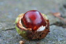 image of buckeye