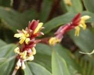 image of flower