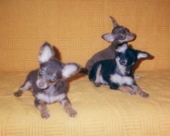 image of toy_terrier