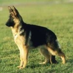 image of german_sheperd #30