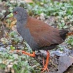 image of bird