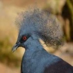 image of bird